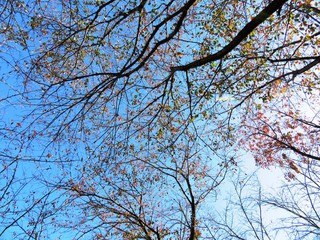 日本の田舎の風景　11月　紅葉と青空　桜