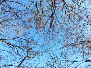 日本の田舎の風景　11月　紅葉と青空　桜