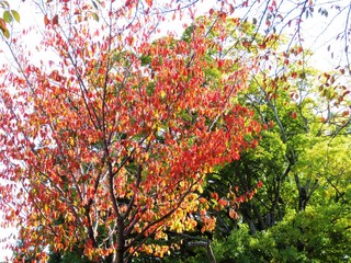 日本の田舎の風景　11月　紅葉　桜