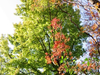 日本の田舎の風景　11月　紅葉　桜
