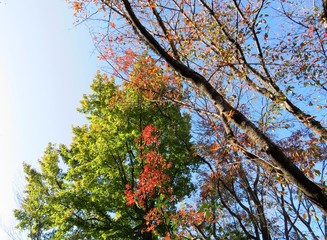 日本の田舎の風景　11月　紅葉と青空　桜