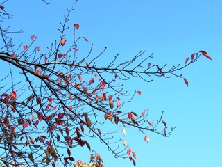 日本の田舎の風景　11月　紅葉と青空　桜
