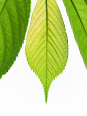 Obraz premium 新緑のサクラの葉