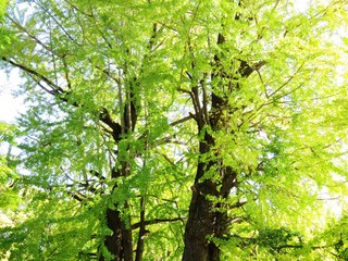 日本の田舎の風景　11月　銀杏の木漏れ日