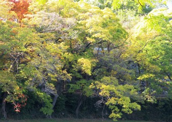 日本の田舎の風景　11月　黄葉と木漏れ日