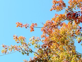 日本の田舎の風景　11月
