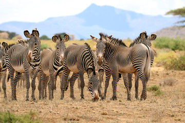 Grevy's zebras © Wendy