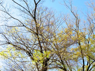 日本の田舎の風景　11月　黄葉と木漏れ日