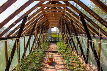 Covered greenhouse for growing homemade tomatoes, from wooden bars. Inside view. Home production by the countryside. Photo in good quality.