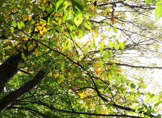 日本の田舎の風景　11月　黄葉と木漏れ日