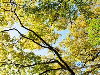 日本の田舎の風景　11月　黄葉と木漏れ日