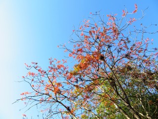 日本の田舎の風景　11月　紅葉と実　ハゼノキ（櫨の木）