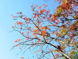 日本の田舎の風景　11月　紅葉と実　ハゼノキ（櫨の木）