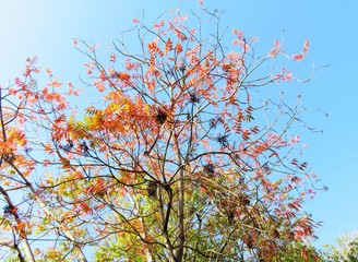 日本の田舎の風景　11月　紅葉と実　ハゼノキ（櫨の木）