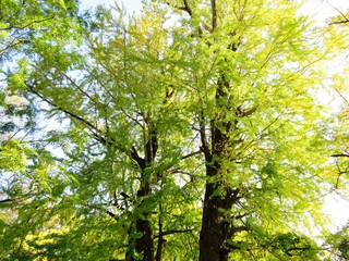 日本の田舎の風景　11月　銀杏の木漏れ日