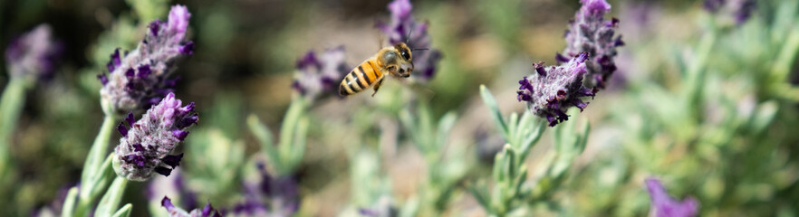 Lavender and Bees
