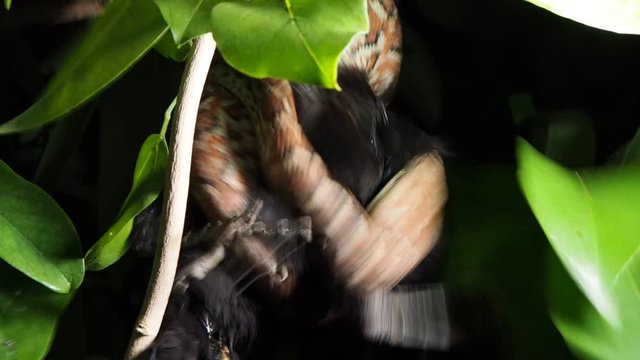 The  snake caught the black bird victim at night.