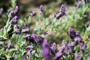 Lavender and Bees