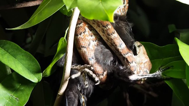 The  brown snake caught the black parrot victim at night. 
