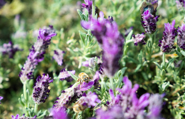 Fototapeta premium Lavender and Bees