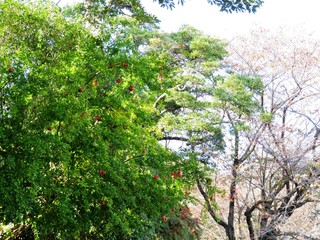 Fototapeta na wymiar 日本の田舎の風景　11月　ザクロの赤い実