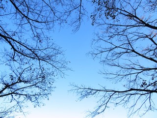 日本の田舎の風景　11月　梢と青空　桜