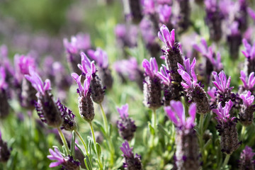 Lavender and Bees