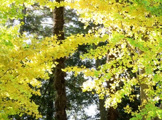 日本の田舎の風景　11月　イチョウの黄葉