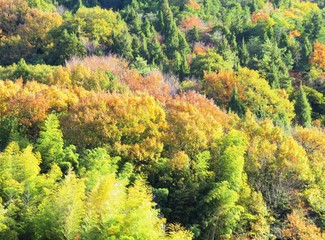 日本の田舎の風景　11月　黄葉　山の木々