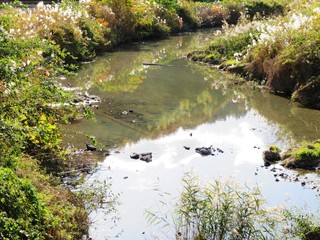 日本の田舎の風景　11月　水鏡　川辺の夕景とススキ