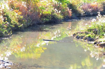 日本の田舎の風景　11月　水鏡　川辺の夕景とススキ