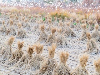 日本の田舎の風景　11月　積み藁の夕景