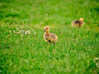 Baby goose walking on the green grass.