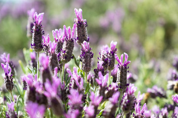 Lavender and Bees