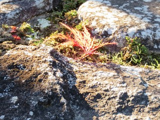日本の田舎の風景　11月　落葉　もみじ（ベニシダレ）