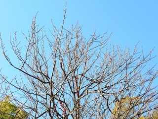 日本の田舎の風景　11月　梢と青空