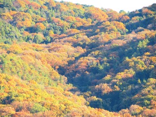 日本の田舎の風景　11月　黄葉と夕陽　山の木々