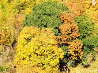 日本の田舎の風景　11月　黄葉と夕陽　山の木々