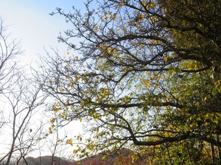 Obraz premium 日本の田舎の風景 11月 黄葉と夕陽 山の木々