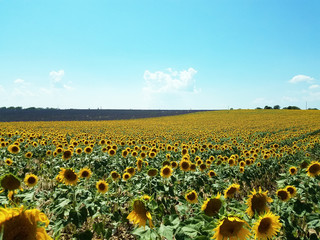 Naklejka premium Sunflower Field, Sunflower, South France, Provence, 