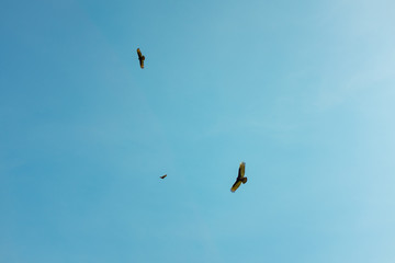 Turkey Vultures  (Cathartes aura) Flying in Circle in Clear Blue Sky in the Choro Road, La Paz / Bolivia