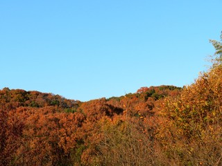 日本の田舎の風景　11月　夕陽に染まる山の木々