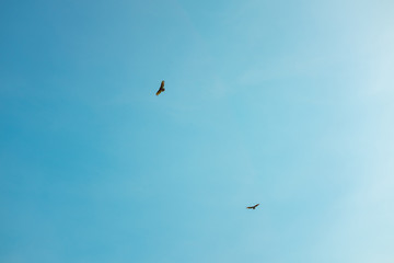 Turkey Vultures  (Cathartes aura) Flying in Circle in Clear Blue Sky in the Choro Road, La Paz / Bolivia