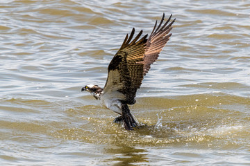 Osprey catching a fish