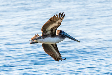 brown pelican in flight