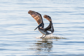 pelican landing on the water