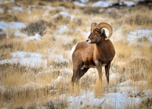 Winter Bighorn Ram 10