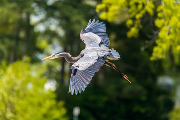 Great Blue Heron flying by some Trees