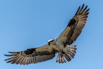 Osprey Flying Overhead