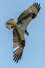 Osprey Gliding Overhead